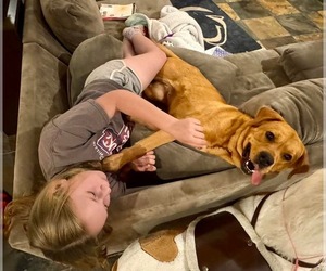 Labrador Retriever-Unknown Mix Dogs for adoption in Uwchlan, PA, USA