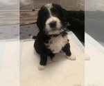 Small Photo #24 Bernedoodle Puppy For Sale in MIAMISBURG, OH, USA