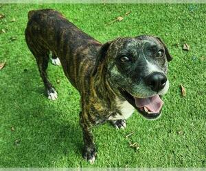American Staffordshire Terrier-Unknown Mix Dogs for adoption in Raleigh, NC, USA