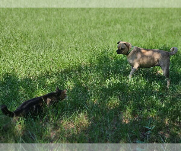 Medium Photo #8 Pug-Unknown Mix Puppy For Sale in Wakefield, RI, USA