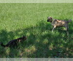 Small Photo #8 Pug-Unknown Mix Puppy For Sale in Wakefield, RI, USA