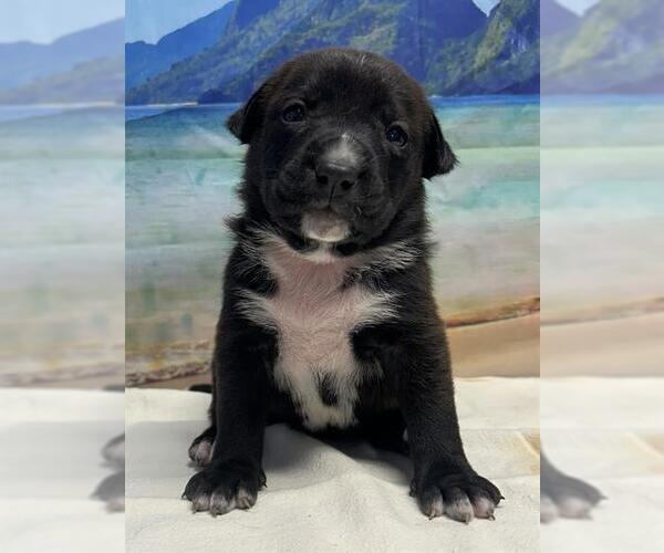 Medium Photo #1 American Staffordshire Terrier Puppy For Sale in San Antonio, TX, USA