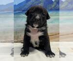 Small American Staffordshire Terrier