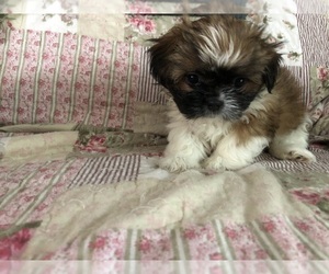 Shih Tzu Puppy for sale in REIDSVILLE, NC, USA