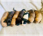 Small #10 Chow Chow Mix