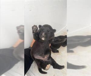 German Shepherd Dog Dogs for adoption in Houston, TX, USA