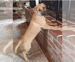 Small #7 Labrador Retriever Mix