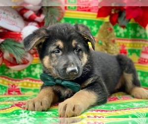German Shepherd Dog Puppy for sale in LANCASTER, PA, USA