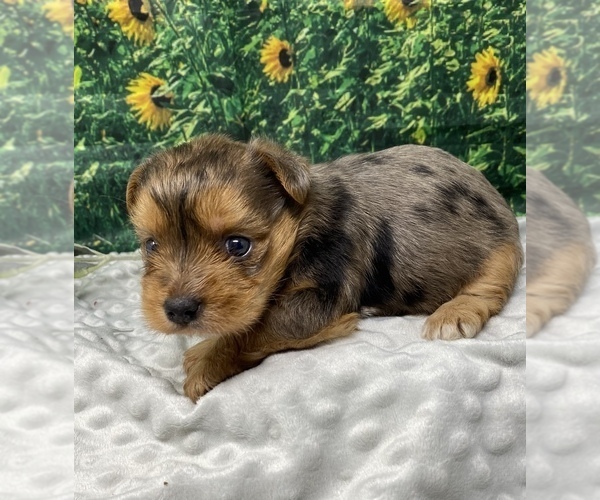 Medium Photo #3 Shorkie Tzu Puppy For Sale in SELLERSBURG, IN, USA