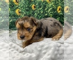Small #2 Shorkie Tzu