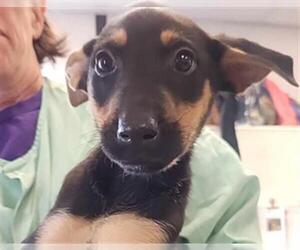 Doberman Pinscher-German Shepherd Dog Mix Dogs for adoption in Stockton, CA, USA