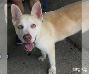 Golden Graham - Male Retriever -Unknown Mix Dog for Adoption - Photo #2