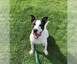 Pointer-Unknown Mix Dogs for adoption in Elmsford, NY, USA