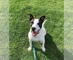 Small Pointer Mix