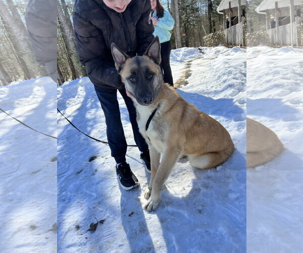 Medium Photo #48 German Shepherd Dog-Unknown Mix Puppy For Sale in Sebec, ME, USA