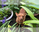 Small #2 Chiweenie