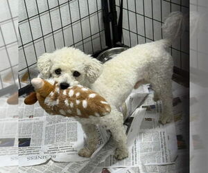 Bichon Frise Dogs for adoption in Mukwonago, WI, USA