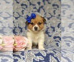 Small Photo #6 Pembroke Welsh Corgi Puppy For Sale in DELTA, PA, USA