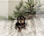 Puppy 3 Airedale Terrier-Poodle (Miniature) Mix