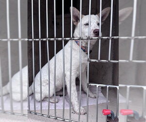 Siberian Husky-Unknown Mix Dogs for adoption in Oklahoma City, OK, USA