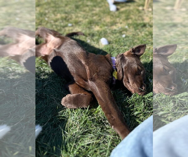 Medium Photo #11 Labrador Retriever-Unknown Mix Puppy For Sale in Sandy, UT, USA