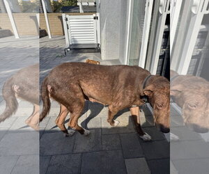 Rosie - Female Labrenees Dog for Adoption - Photo #8