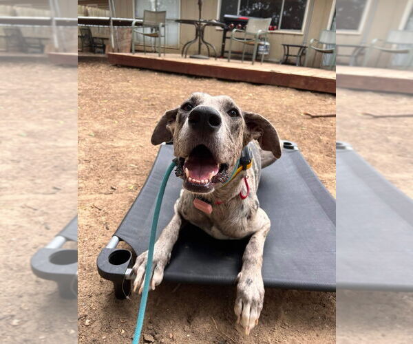 Medium Photo #2 Catahoula Leopard Dog-Great Dane Mix Puppy For Sale in Bullard, TX, USA