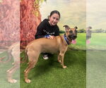 Small #1 Black Mouth Cur Mix