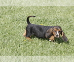 Small #3 Basset Hound