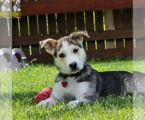 Medium Photo #9 Siberian Husky-Unknown Mix Puppy For Sale in Fargo, ND, USA