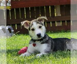 Small #8 Siberian Husky Mix