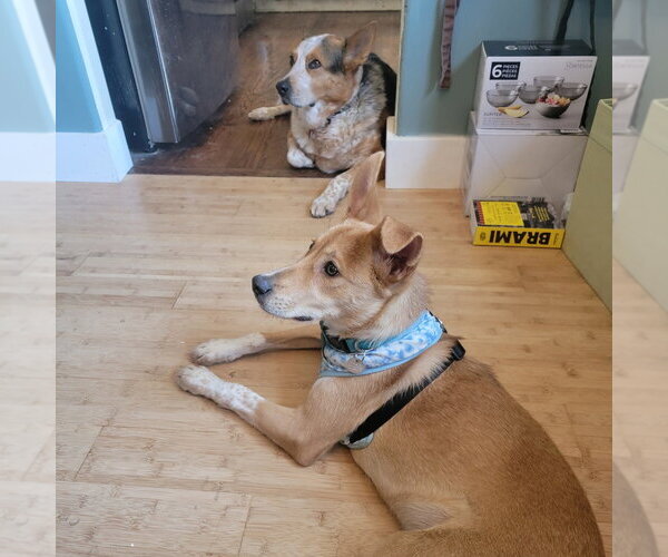 Medium Photo #2 Labrador Retriever-Unknown Mix Puppy For Sale in Salt Lake City, UT, USA