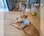 Small #1 Labrador Retriever Mix