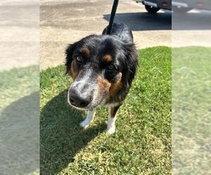 Australian Shepherd Dogs for adoption in Pearland, TX, USA