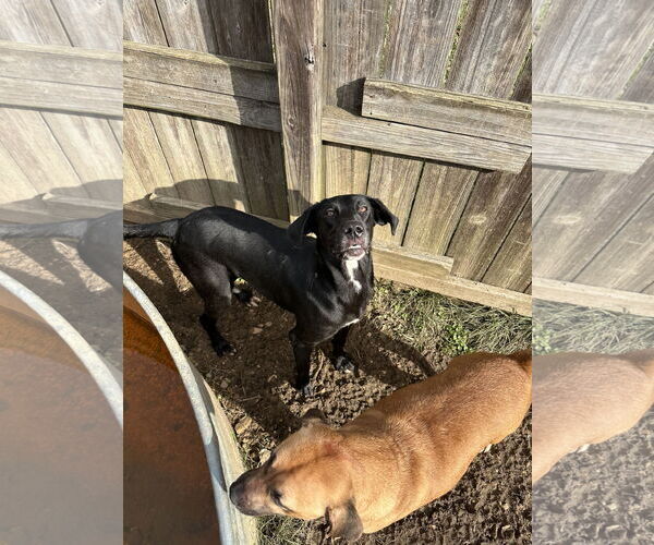 Medium Photo #2 Great Dane-Labrador Retriever Mix Puppy For Sale in Jackson, MS, USA