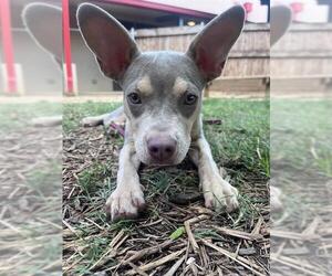 Mutt Dogs for adoption in Plano, TX, USA