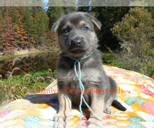 German Shepherd Dog Puppy for Sale in PIEDMONT, Missouri USA