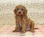 Small Photo #4 Cavapoo Puppy For Sale in DENVER, PA, USA
