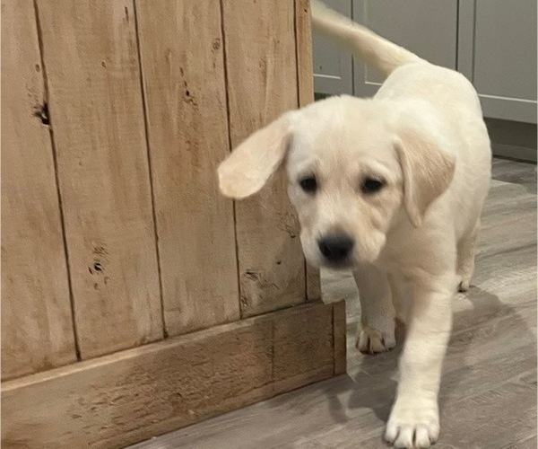 Medium Photo #1 English Cream Golden Retriever-Golden Labrador Mix Puppy For Sale in NEW BEDFORD, MA, USA