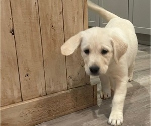 Medium English Cream Golden Retriever-Golden Labrador Mix