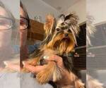 Small Photo #26 Yorkshire Terrier Puppy For Sale in RANCHO BERNARDO, CA, USA