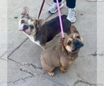 Small #5 French Bulldog