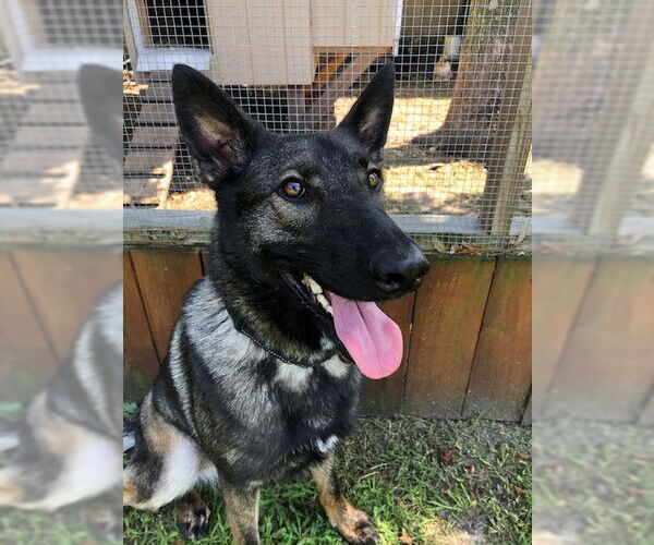 Medium Photo #6 German Shepherd Dog Puppy For Sale in Rocky Point, NC, USA