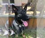 Small #5 German Shepherd Dog