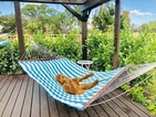 Small Photo #1 Goldendoodle Puppy For Sale in PALM CITY, FL, USA