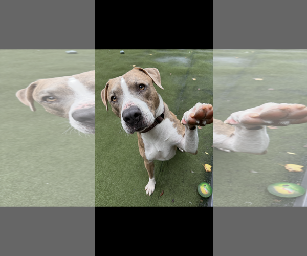 Medium Photo #1 American Pit Bull Terrier-Unknown Mix Puppy For Sale in Greensboro, NC, USA