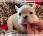 Small #4 French Bulldog