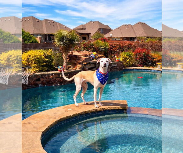 Medium Photo #8 Pointer-Unknown Mix Puppy For Sale in Euless, TX, USA