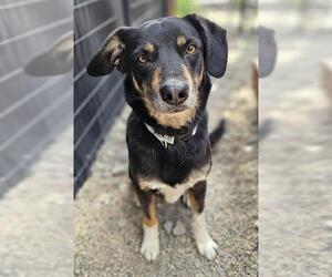 Australian Shepherd-Unknown Mix Dogs for adoption in Frisco, CO, USA