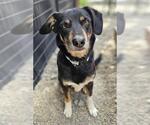 Small Australian Shepherd Mix